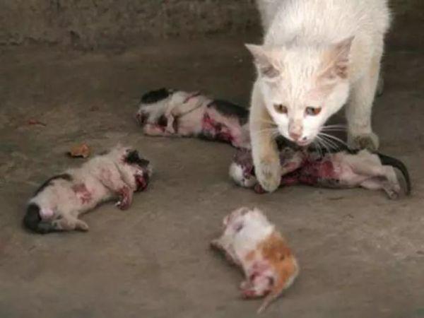 用石头把猫砸死的视频（4只小猫突然被人砸死，母猫的眼神让全家心碎！）