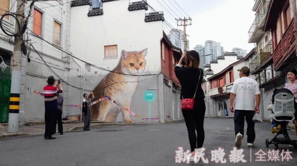 上海最大的猫交易市场（上海老城厢被巨型猫咪包围了？）