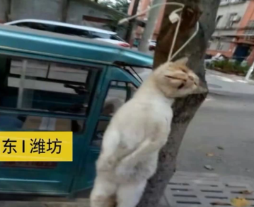 山东潍坊，某小区内40多只流浪猫被虐杀，挂猫尸曝晒