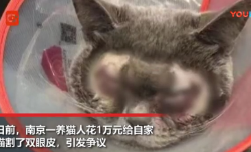 南京土豪的虐猫方式，去韩国花上万元给宠物猫做整形：裁耳、拉皮和拔指甲