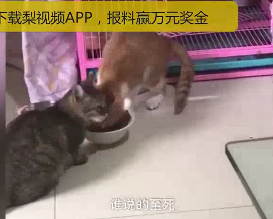 黑龙江大庆虐猫者说：是用水吓唬猫