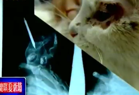 济南虐猫男用钢钉射击小猫的头颅，造成铁锈感染