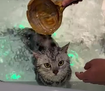 猫洗澡并不一定是虐猫，有些猫不怕水