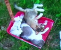 广东深圳7月27日发生大量虐猫致死，一共死了30多只猫
