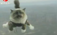 瑞典一家保险公司拍猫咪跳伞广告，被动保人士谴责