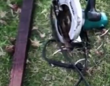 澳洲南澳生阿德莱德一只小黑猫颈项被系上电锯丢入河中