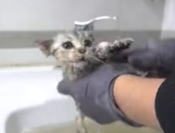 每次给猫洗澡，惨叫声犹如虐猫