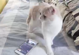 用手机里的猫叫声吓得猫落荒而逃
