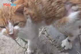 橘猫被虐猫人弄断一条腿，它惨叫着向铲屎官求助