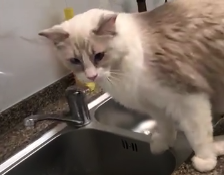 因为没有给猫喝水，主人被骂