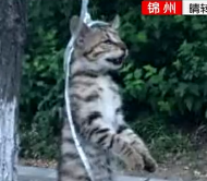 沈阳浑南东路恒大滨江左岸的一棵大树被人吊死一只狸花猫
