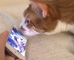 给饿了一天的黄猫看猫吃食物的视频，被馋死