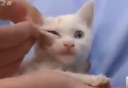 广州淘金幼猫被全身涂了胶水，还有一只眼被射瞎