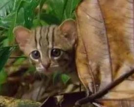 世界上最小的猫，小到一片叶子盖住！