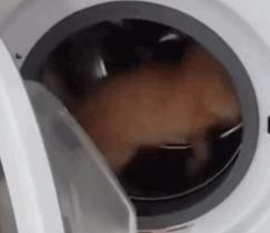 猫咪养成了进洗衣机玩耍的习惯，一不小心会致命