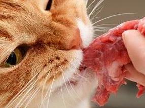 猫吃生肉