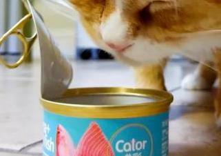 买劣质猫粮猫罐头就是<span style='color:red;'>虐猫</span>行为