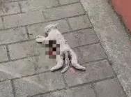 北京顺义15只猫被虐杀