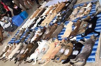 泰国集体阉割150只猫