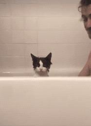 猫每天都有舔毛洗澡的习惯，一年最多洗两三次，否则有应激反应