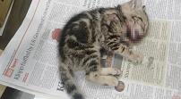  新西兰惊现虐猫事件，3只小猫惨死家中！