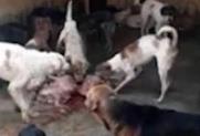 动物收容所恶行曝光：狗狗遭到虐待，它们只能吃死去的同伴