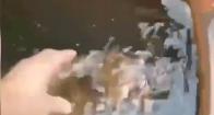 浙江宁波一男子虐狗拍视频发朋友圈，被辱骂后将1个月奶狗活活摔死