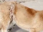昌平某小区，惊现一只脖子与后腰同时被铁丝勒伤的狗狗。