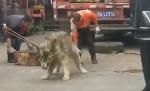 柳州市海吉星农产品批发市场数年大量残忍虐杀猫狗贩售