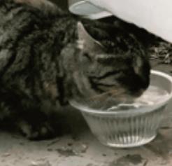 猫咪一到夏天最害怕没水，比起食物，水更为重要。