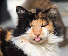 ​猫热得吐舌头是痛苦的，并不是为了卖萌
