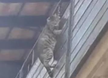 华人男子虐猫遭宪兵调查，不仅多次高处抛猫还将其吊在阳台外