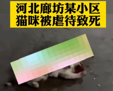 河北廊坊市某小区猫咪在血泊中挣扎死亡，法律还要缺席多久！