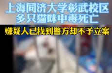上海同济大学彰武校区多只猫咪中毒，已有11只死亡。