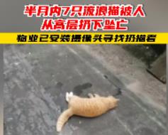 半个月内7只流浪猫被人从高空抛下死亡，警方介入调查。